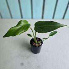 Load image into Gallery viewer, #W30 Monstera Burle Marx Flame