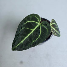 Load image into Gallery viewer, #i125 Anthurium Regale
