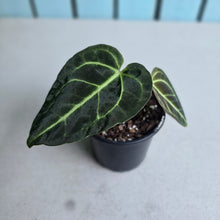 Load image into Gallery viewer, #i125 Anthurium Regale