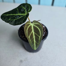 Load image into Gallery viewer, #i125 Anthurium Regale