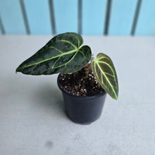 Load image into Gallery viewer, #i125 Anthurium Regale