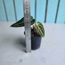 Load image into Gallery viewer, #i125 Anthurium Regale