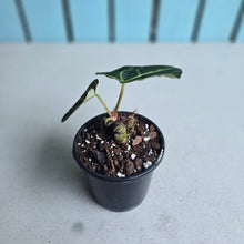 Load image into Gallery viewer, #i125 Anthurium Regale