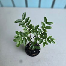 Load image into Gallery viewer, #12 Jaboticaba Fruit Tree Seedling