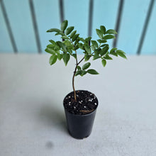 Load image into Gallery viewer, #12 Jaboticaba Fruit Tree Seedling