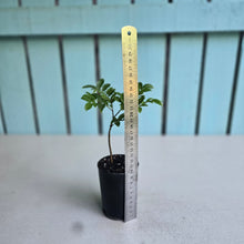 Load image into Gallery viewer, #12 Jaboticaba Fruit Tree Seedling