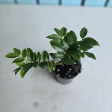 Load image into Gallery viewer, #H71 Jaboticaba Fruit Tree Seedling