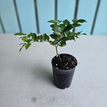 Load image into Gallery viewer, #H71 Jaboticaba Fruit Tree Seedling