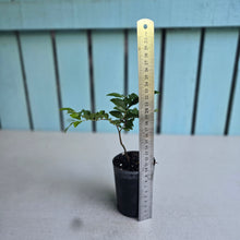 Load image into Gallery viewer, #H71 Jaboticaba Fruit Tree Seedling