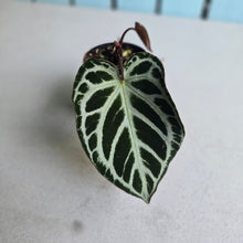 Load image into Gallery viewer, #70 Anthurium Dark Crystallinum x Forgetii