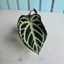 Load image into Gallery viewer, #70 Anthurium Dark Crystallinum x Forgetii