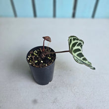 Load image into Gallery viewer, #70 Anthurium Dark Crystallinum x Forgetii