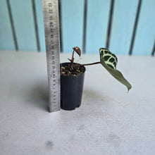 Load image into Gallery viewer, #70 Anthurium Dark Crystallinum x Forgetii