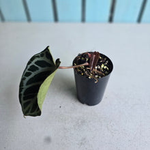Load image into Gallery viewer, #70 Anthurium Dark Crystallinum x Forgetii