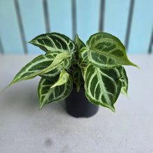 Load image into Gallery viewer, #W67 Multi-headed, Thick Veined Anthurium Crystallinum x