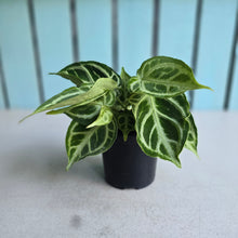 Load image into Gallery viewer, #W67 Multi-headed, Thick Veined Anthurium Crystallinum x