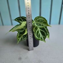 Load image into Gallery viewer, #W67 Multi-headed, Thick Veined Anthurium Crystallinum x