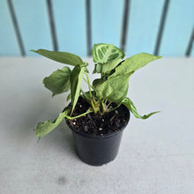 Load image into Gallery viewer, #W67 Multi-headed, Thick Veined Anthurium Crystallinum x