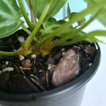 Load image into Gallery viewer, #W67 Multi-headed, Thick Veined Anthurium Crystallinum x