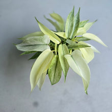 Load image into Gallery viewer, #W37 Multi-headed Philodendron Florida Ghost