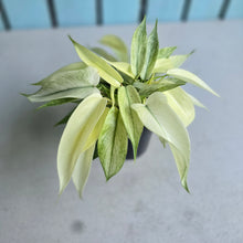 Load image into Gallery viewer, #W37 Multi-headed Philodendron Florida Ghost