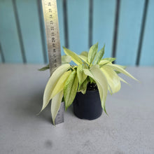 Load image into Gallery viewer, #W37 Multi-headed Philodendron Florida Ghost