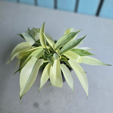 Load image into Gallery viewer, #W37 Multi-headed Philodendron Florida Ghost