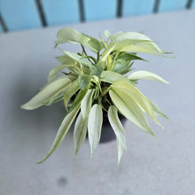 Load image into Gallery viewer, #W37 Multi-headed Philodendron Florida Ghost
