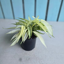 Load image into Gallery viewer, #W37 Multi-headed Philodendron Florida Ghost