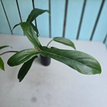 Load image into Gallery viewer, #61 Philodendron Bette Waterbury / 69686