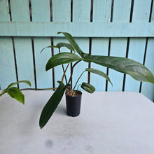 Load image into Gallery viewer, #61 Philodendron Bette Waterbury / 69686