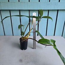 Load image into Gallery viewer, #61 Philodendron Bette Waterbury / 69686