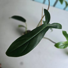 Load image into Gallery viewer, #61 Philodendron Bette Waterbury / 69686