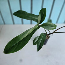 Load image into Gallery viewer, #H16 Philodendron Bette Waterbury / 69686