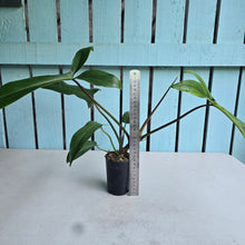 Load image into Gallery viewer, #H16 Philodendron Bette Waterbury / 69686