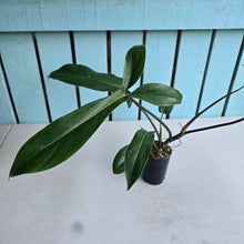 Load image into Gallery viewer, #H16 Philodendron Bette Waterbury / 69686