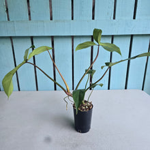 Load image into Gallery viewer, #H16 Philodendron Bette Waterbury / 69686