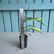 Load image into Gallery viewer, #41 Variegated Epipremnum Amplissimum