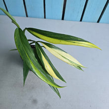 Load image into Gallery viewer, #41 Variegated Epipremnum Amplissimum