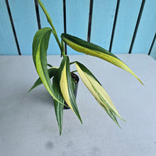 Load image into Gallery viewer, #41 Variegated Epipremnum Amplissimum
