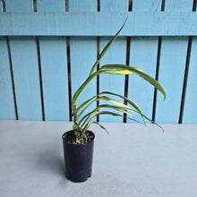 Load image into Gallery viewer, #41 Variegated Epipremnum Amplissimum