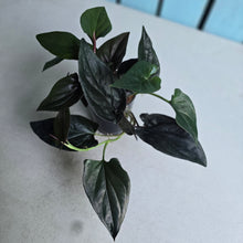 Load image into Gallery viewer, #G21 Syngonium Erythrophyllum
