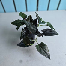 Load image into Gallery viewer, #G21 Syngonium Erythrophyllum