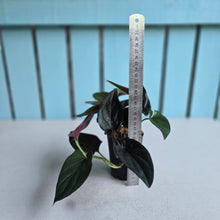 Load image into Gallery viewer, #G21 Syngonium Erythrophyllum