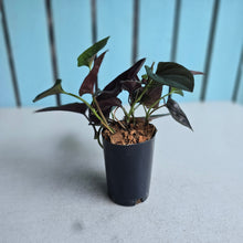 Load image into Gallery viewer, #G21 Syngonium Erythrophyllum