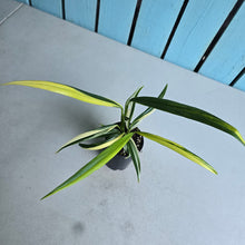 Load image into Gallery viewer, #G23 Variegated Epipremnum Amplissimum