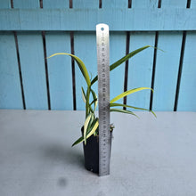 Load image into Gallery viewer, #G23 Variegated Epipremnum Amplissimum