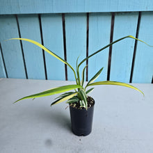 Load image into Gallery viewer, #G23 Variegated Epipremnum Amplissimum