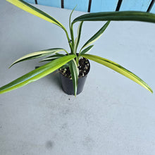 Load image into Gallery viewer, #G23 Variegated Epipremnum Amplissimum