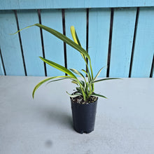 Load image into Gallery viewer, #G23 Variegated Epipremnum Amplissimum